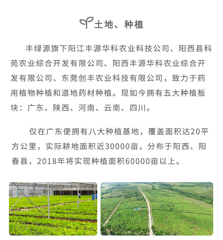 豐綠源深知“藥材好，藥才好；中藥靈，中醫(yī)才靈”，嚴格把控藥材的質(zhì)量，回歸中草藥的道地種植，確保中藥療效。從2005年開始布局廣東、云南、陜西、四川、河南、內(nèi)蒙古、西藏、貴州八大種植基地；藥材產(chǎn)地輻射到廣藥、云藥、秦藥、川藥、懷藥、蒙藥、藏藥、貴藥等。其中，在廣東分別建立了 ：沙扒長角基地、程村種植基地、泥河種植基地、高寨種植基地、儒洞林場種植基地、星光種植基地、大和口種植基地、膠癢種植基地、東莞市農(nóng)業(yè)科技園原種育苗基地等九大種植及育苗基地，實際種植面積近22000畝。從原種培育、土壤的選擇、育苗移植、野化種植到最后采收，實現(xiàn)科學(xué)化、規(guī)范化管理，確保為消費者提供放心、安全的高品質(zhì)道地藥材。