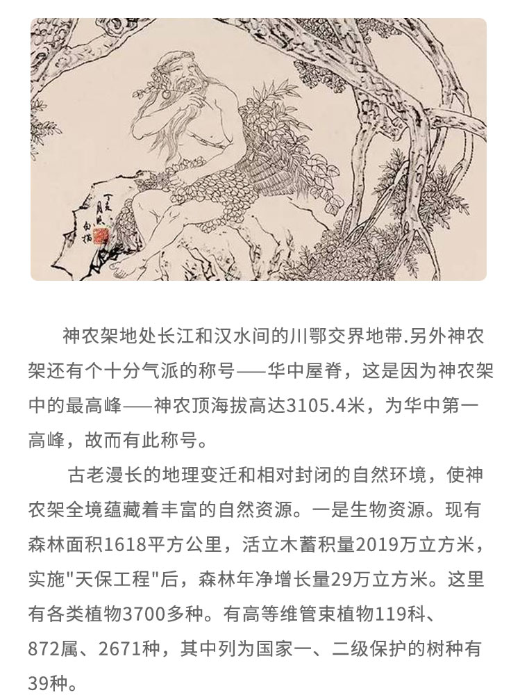 神農(nóng)架地處長江和漢水間的川鄂交界地帶.另外神農(nóng)架還有個十分氣派的稱號一華中屋脊， 這是因為神農(nóng)架中的最高峰一神 農(nóng)頂海拔高達3105.4米，為華中第一高峰，故而有此稱號。古老漫長的地理變遷和相對封閉的自然環(huán)境，使神農(nóng)架全境蘊藏著豐富的自然資源。-是生物資源。現(xiàn)有森林面積1618平方公里，活立木蓄積量2019萬立方米，實施“天保工程”后，森林年凈增長量29萬立方米。這里有各類植物3700多種。有高等維管束植物119科872屬、2671種，其中列為國家一、二級保護的樹種有39種。