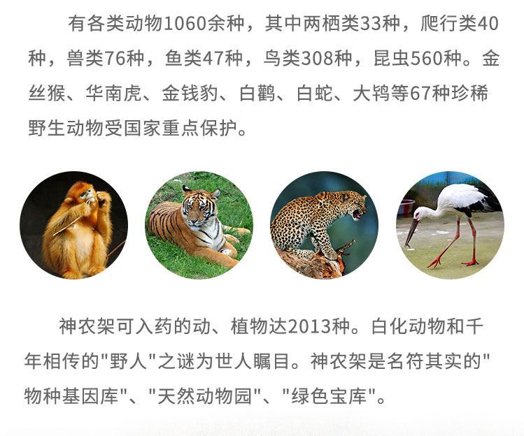 有各類動物1060余種，其中兩棲類33種，爬行類40種，獸類76種，魚類47種，鳥類308種，昆蟲560種。金絲猴、華南虎、金錢豹、白鸛、白蛇、大鴇等67種珍稀野生動物受國家重點保護。神農(nóng)架可入藥的動、植物達2013種。白化動物和千年相傳的“野人”之謎為世人矚目。神農(nóng)架是名符其實的“物種基因庫”、“天然動物園”、“綠色寶庫”