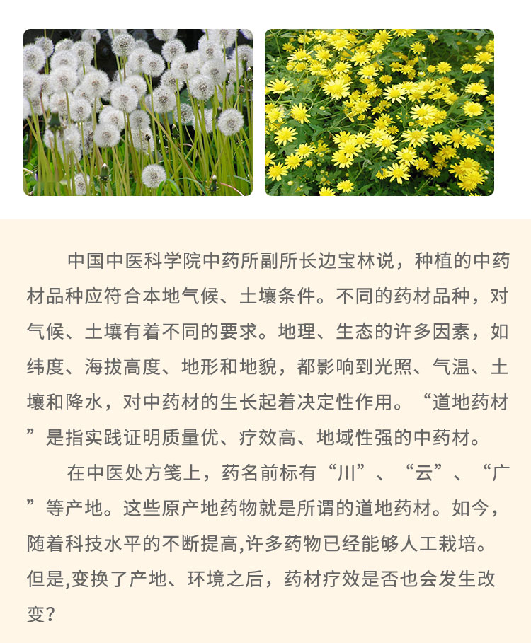 中國中醫(yī)科學(xué)院中藥所副所長邊寶林說，種植的中藥材品種應(yīng)符合本地氣候、土壤條件。不同的藥材品種，對氣候、土壤有著不同的要求。地理、生態(tài)的許多因素，如緯度、海拔高度、地形和地貌，都影響到光照、氣溫、土壤和降水，對中藥材的生長起著決定性作用?！暗?地藥材是指實踐證明質(zhì)量優(yōu)、療效高、地域性強的中藥材。在中醫(yī)處方箋上，藥名前標有“川I”、“云”、“廣”等產(chǎn)地。這些原產(chǎn)地藥物就是所謂的道地藥材。如今，隨著科技水平的不斷提高,許多藥物已經(jīng)能夠人工栽培。但是,變換了產(chǎn)地、環(huán)境之后，藥材療效是否也會發(fā)生改變?