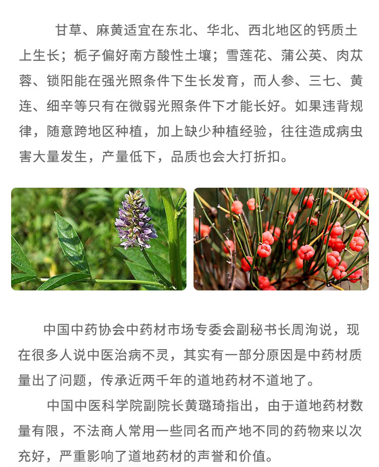 甘草、麻黃適宜在東北、華北、西北地區(qū)的鈣質(zhì)土上生長;梔子偏好南方酸性土壤;雪蓮花、蒲公英、肉蓯蓉、鎖陽能在強光照條件下生長發(fā)育，而人參、三七、黃連、細辛等只有在微弱光照條件下才能長好。如果違背規(guī)律，隨意跨地區(qū)種植，加上缺少種植經(jīng)驗，往往造成病蟲害大量發(fā)生，產(chǎn)量低下，品質(zhì)也會大打折扣。中國中藥協(xié)會中藥材市場專委會劃秘書長周洶說:現(xiàn)在很多人說中醫(yī)治病不靈，其實有-部分原因是中藥材質(zhì)量出了問題，傳承近兩千年的道地藥材不道地了。中國中醫(yī)科學(xué)院副院長黃璐琦指出，由于道地藥材數(shù)量有限，不法商人常用-些同名而產(chǎn)地不同的藥物來以次充好，嚴重影響了道地藥材的聲譽和價值。